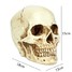 Resin Skull Head Halloween Props Model - 7
