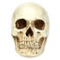 Resin Skull Head Halloween Props Model - 2