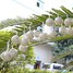 Warm White Ac 110-220v Decoration 20-led Christmas Holiday String Light 5m - 2