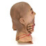 Zombie Costume Party Face Halloween Latex Walking Prom Prop Mask Universal - 4