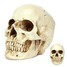 Resin Skull Head Halloween Props Model - 8