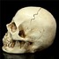 Resin Skull Head Halloween Props Model - 5
