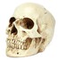 Resin Skull Head Halloween Props Model - 11