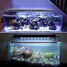 Light White Blue Ac 100-240v Aquarium Led Fish 50cm - 4