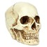 Resin Skull Head Halloween Props Model - 3