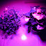 Blue Led Vegatables Lamp Light Hydroponic Plant Flowers - 8