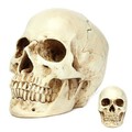 Resin Skull Head Halloween Props Model