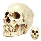 Resin Skull Head Halloween Props Model